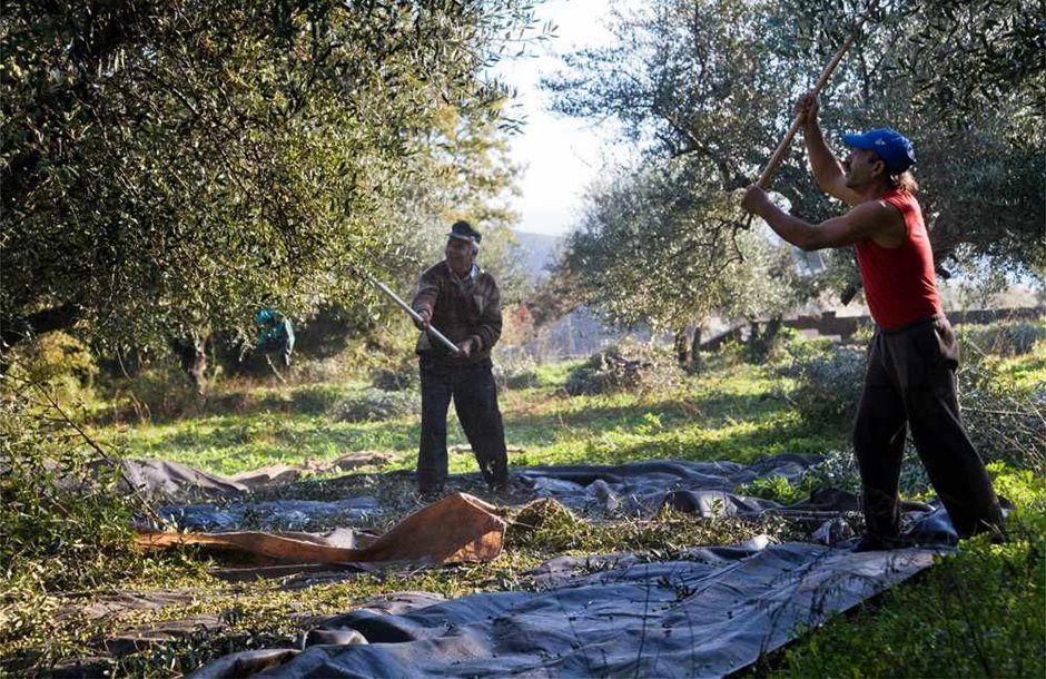 Στήριξη στους ελαιοπαραγωγούς απο την Περιφέρεια Πελοποννήσου